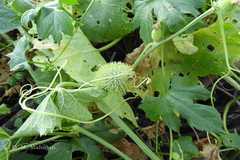 Luffa echinata